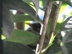 Blackbird in nest