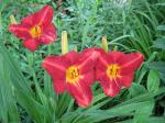 daylilies 2008