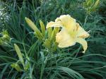yellow daylily 2008
