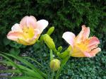 I love daylilies