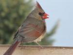 Female Cardinal....