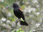 red wing blackbird