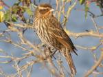 female red wing blackbird.