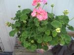 Pink and white geraniums