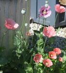 annual Pink Poppies growing in the driveway