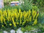 yellow loosestrife