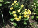 common primrose