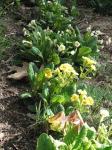 More primrose.  Make great cut flowers