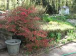 Hinocrimson azalea, about to bloom