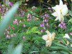 Dicentra thru the daffodils