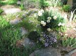 Tip toe thru the phlox