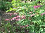 Dicentra Spectablis