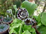 Primula auricula Merlin Stripe