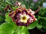 Primula auricula Piers Telford