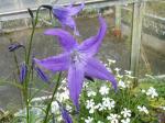 Campanula altaica