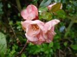 Chaenomeles speciosa Moerloosei