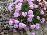 Dianthus freynii