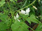 Lamprocapnios spectabilis alba