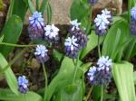 Muscari latifolium