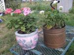 Two pots of geraniums