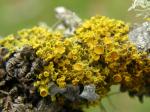 Shrubby Sunburst Lichen 