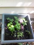 Potted 4-28-12
