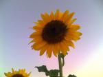 Sunflower Madness 1