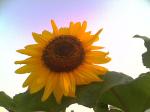 Sunflower Madness 2