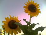 Sunflower Madness 3