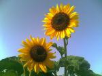 Sunflower Madness 5