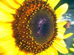 Sunflower Madness 7