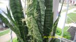 Snake Plant blooms