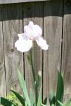 Pink Iris