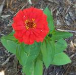 May 3rd and I have Zinnias blooming already.