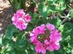 Geranium