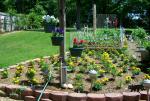 Field of Marigolds