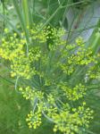 Sweet Fennel