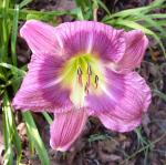 Daylily - Royal Glory