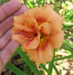 Daylily - Small Gesture