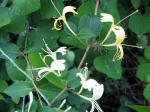 Honeysuckle