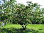 Mimosa Tree