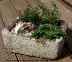 Potted herbs