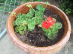 passalong geraniums from Carolyn Keiper