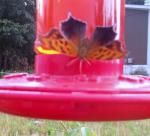 butterfly on hummingbird feeder