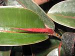 Rubber Plant - close up