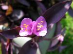 Wandering Jew Bloom