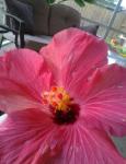 Pink Hibiscus