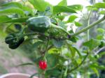 Pepper plant