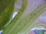 Datura flower covered in aphids