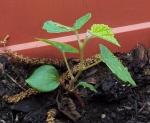 Side view of mystery plant #2